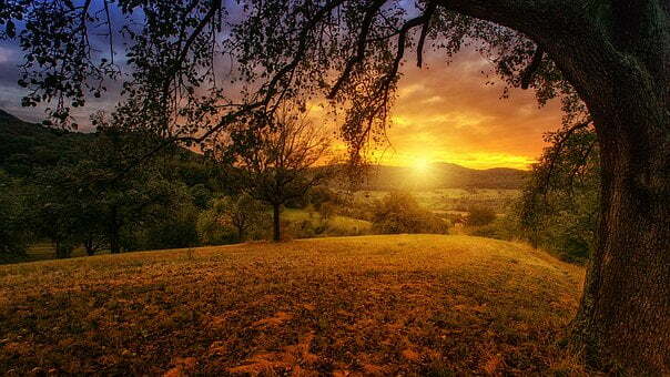 grosser baum sonnenaufgang