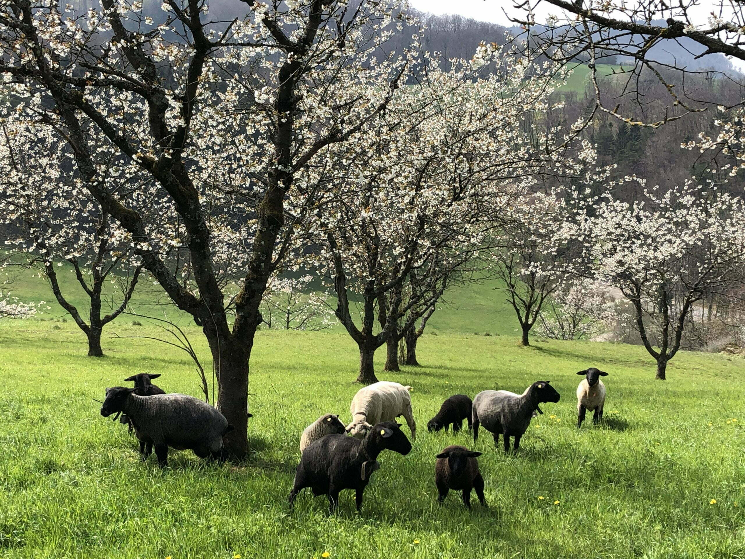 Schafe unter blühenden Bäumen