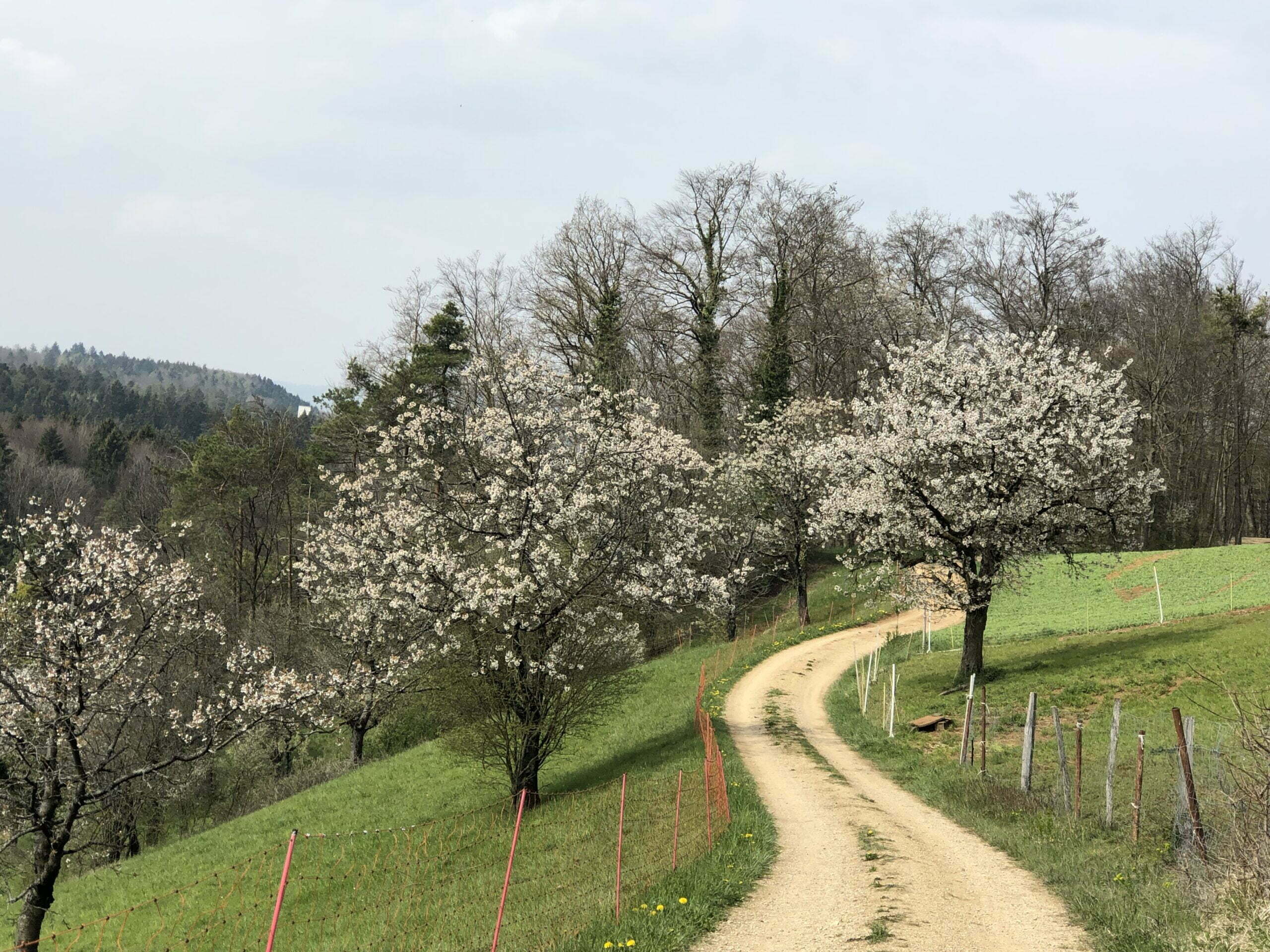 Jurapark aargau blühende Bäume