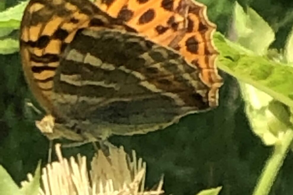 Schmetterling für Veränderung