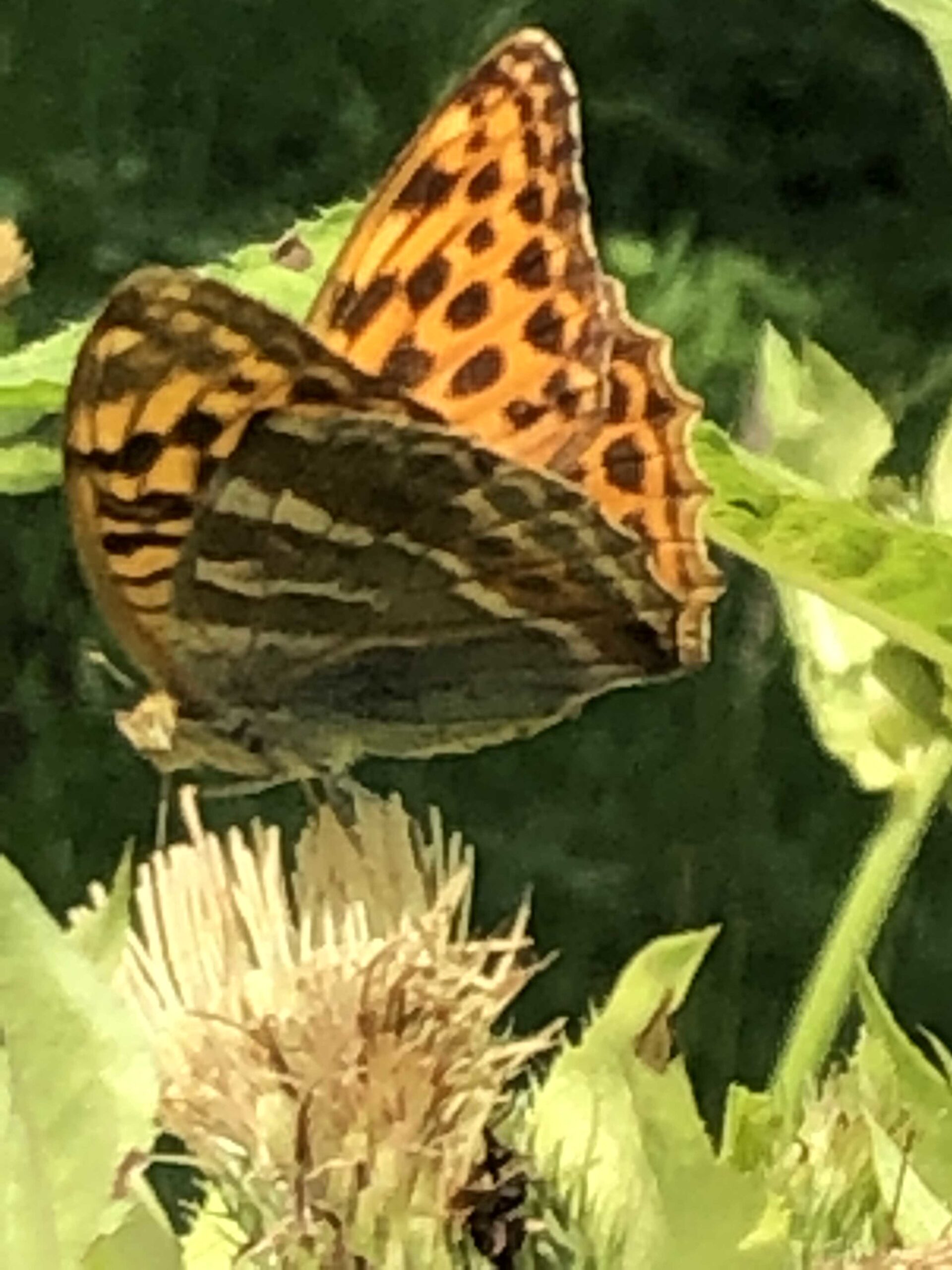 Schmetterling für Veränderung