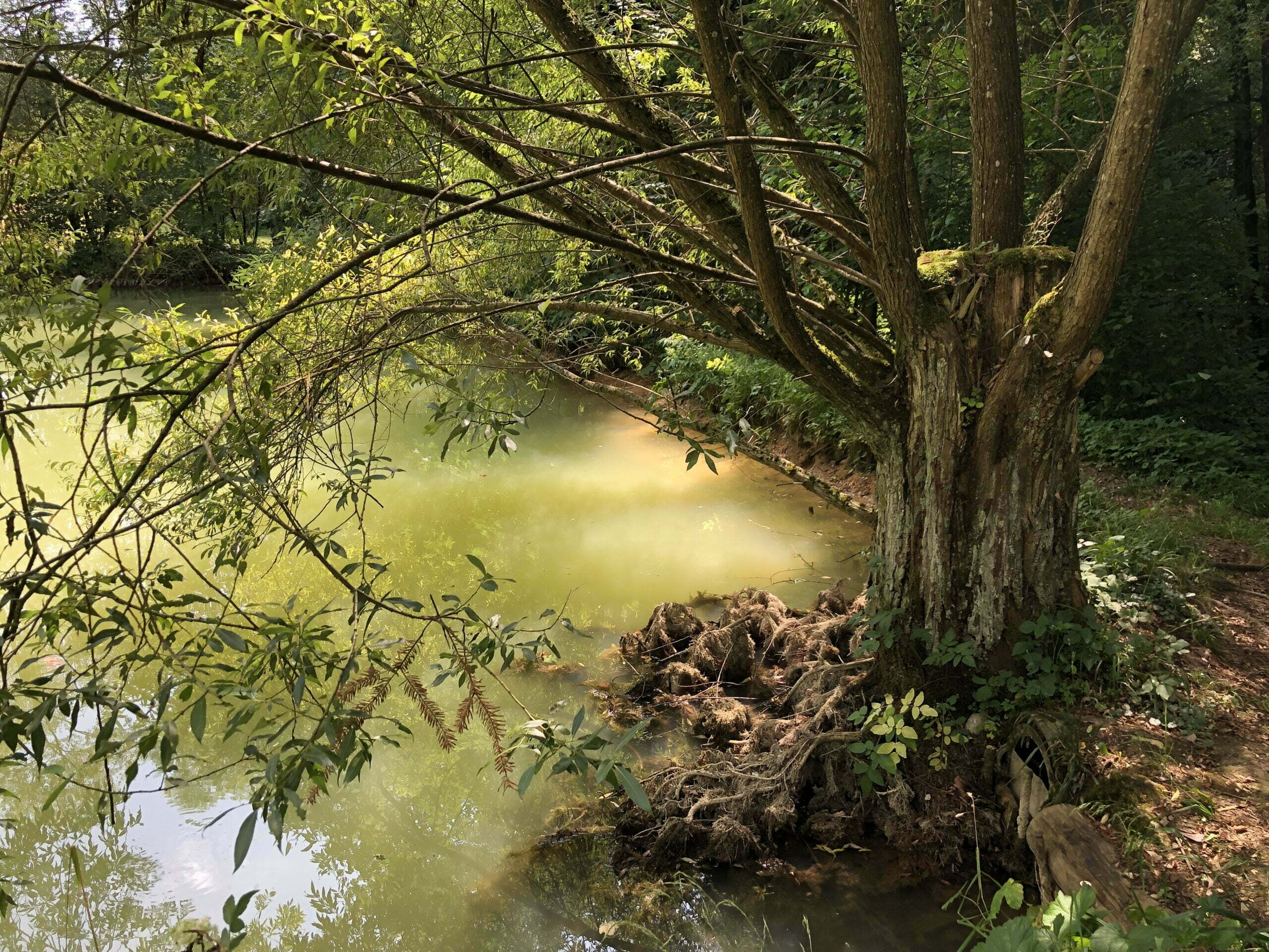Trauerweiden Baum am Teich