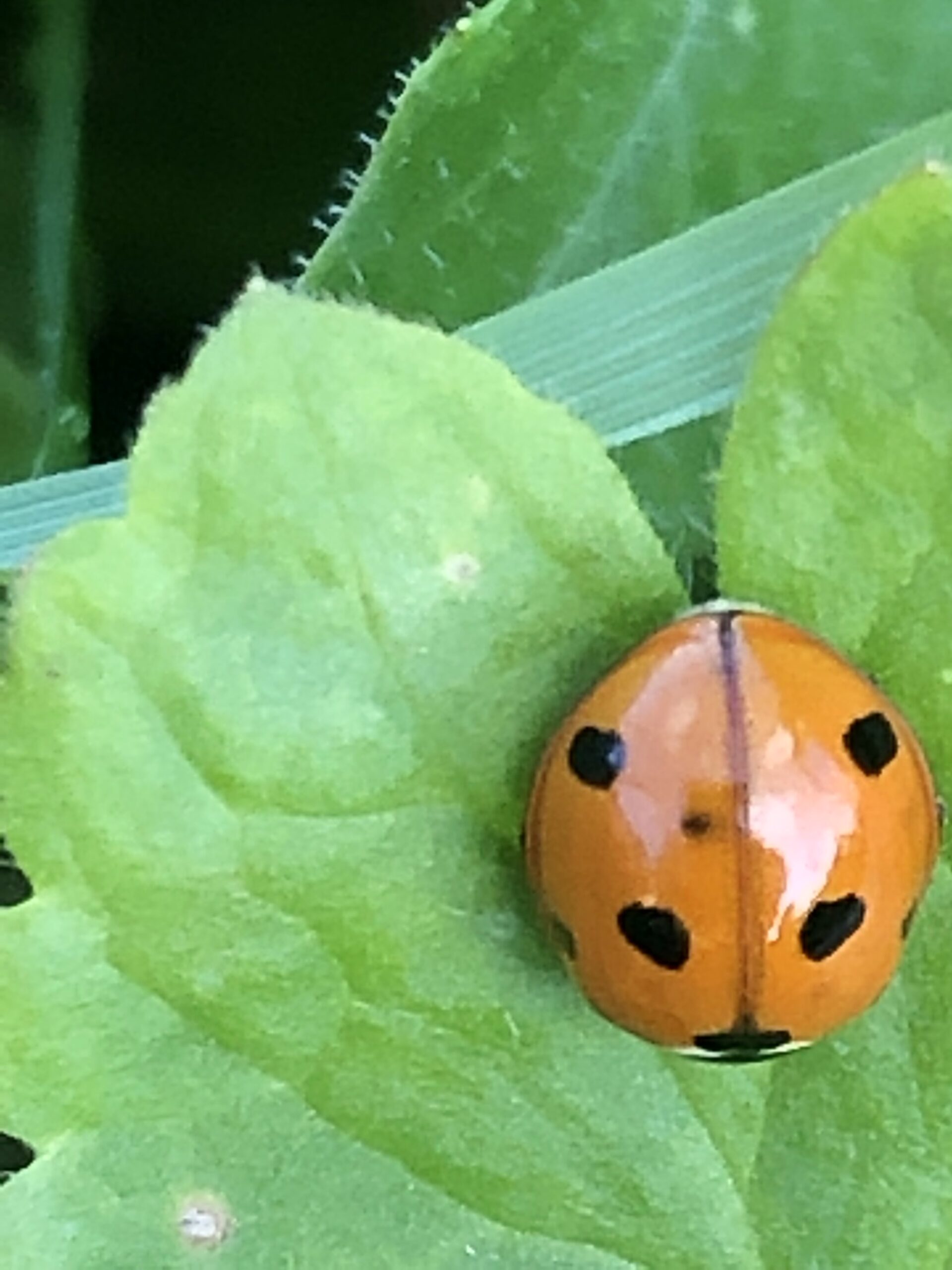 Marienkäfer Marienkäfer