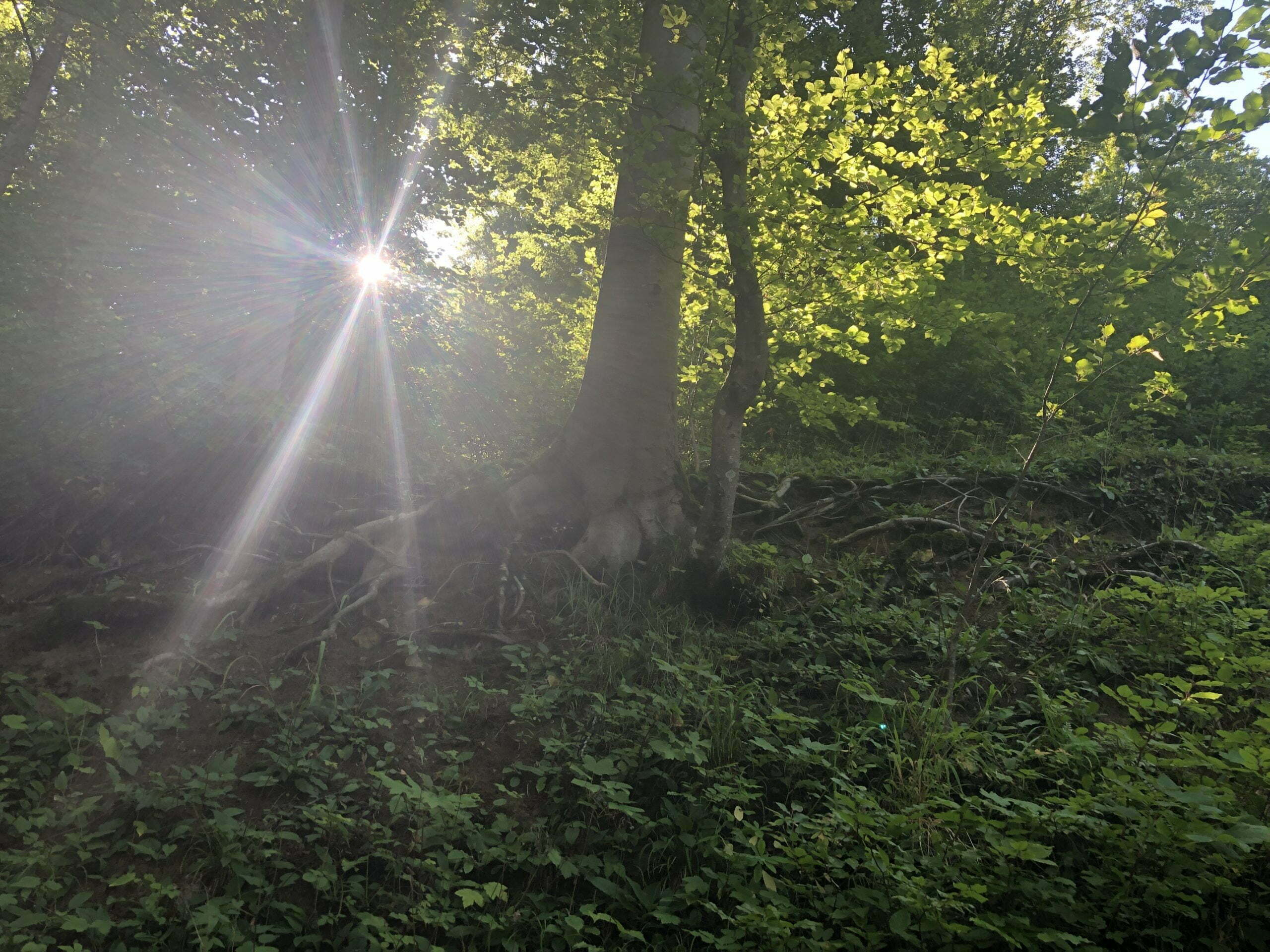 Waldsonne mit Kraft Waldsonne mit Kraft