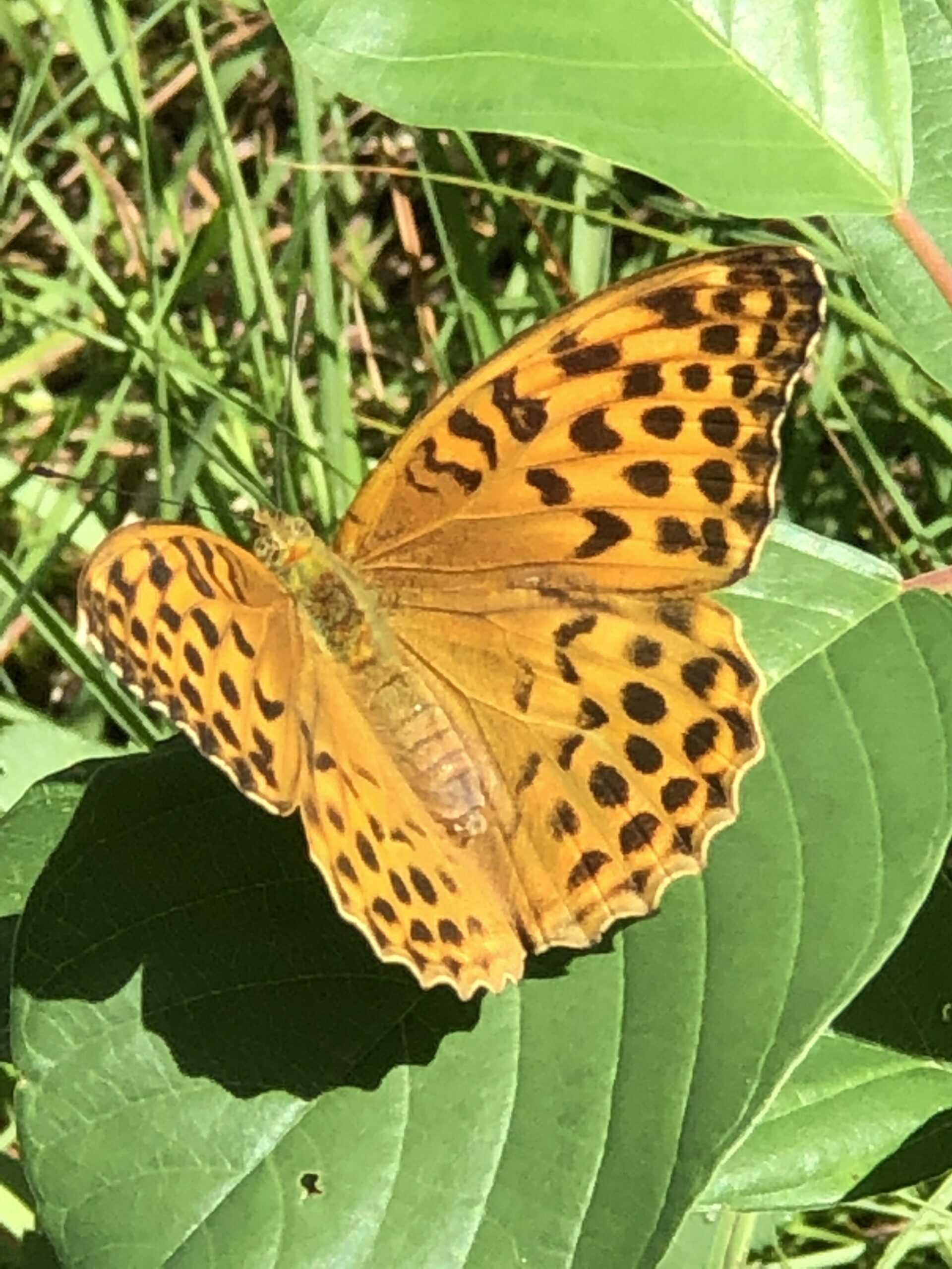 Schmetterling im Föhrenwald