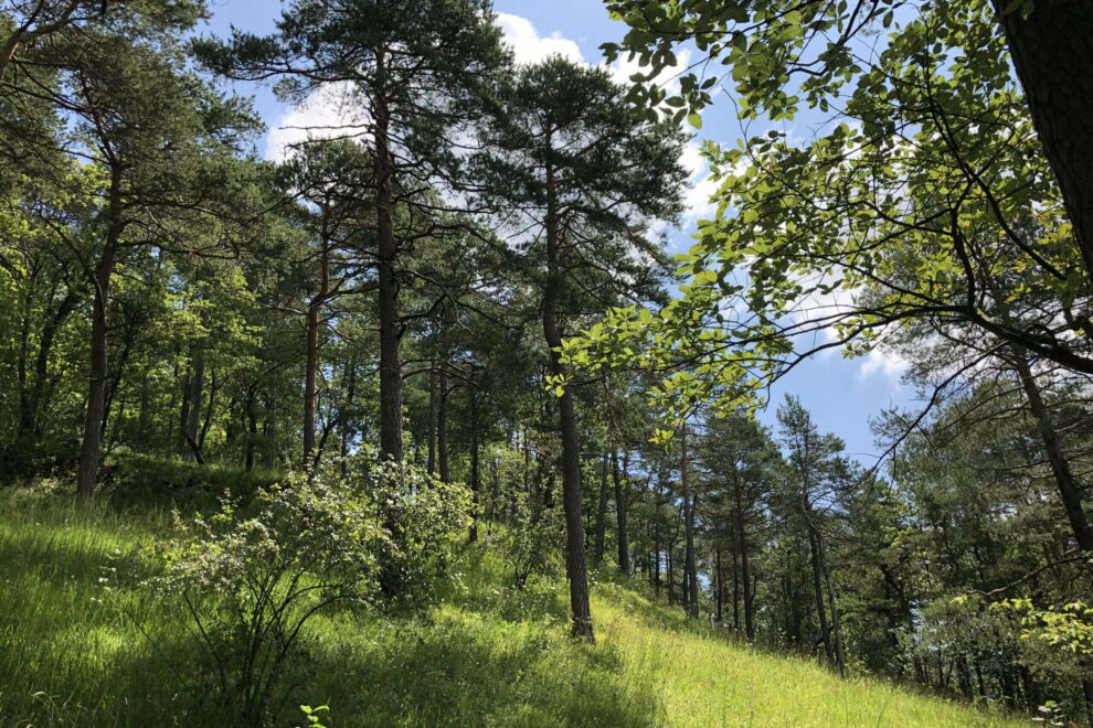 mit Soulness im Föhrenwald