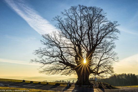 Linner linde im Sonnenlicht
