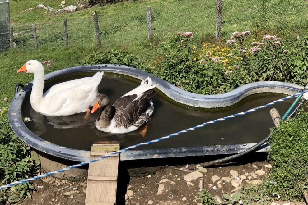 zwei Schwäne in Wanne