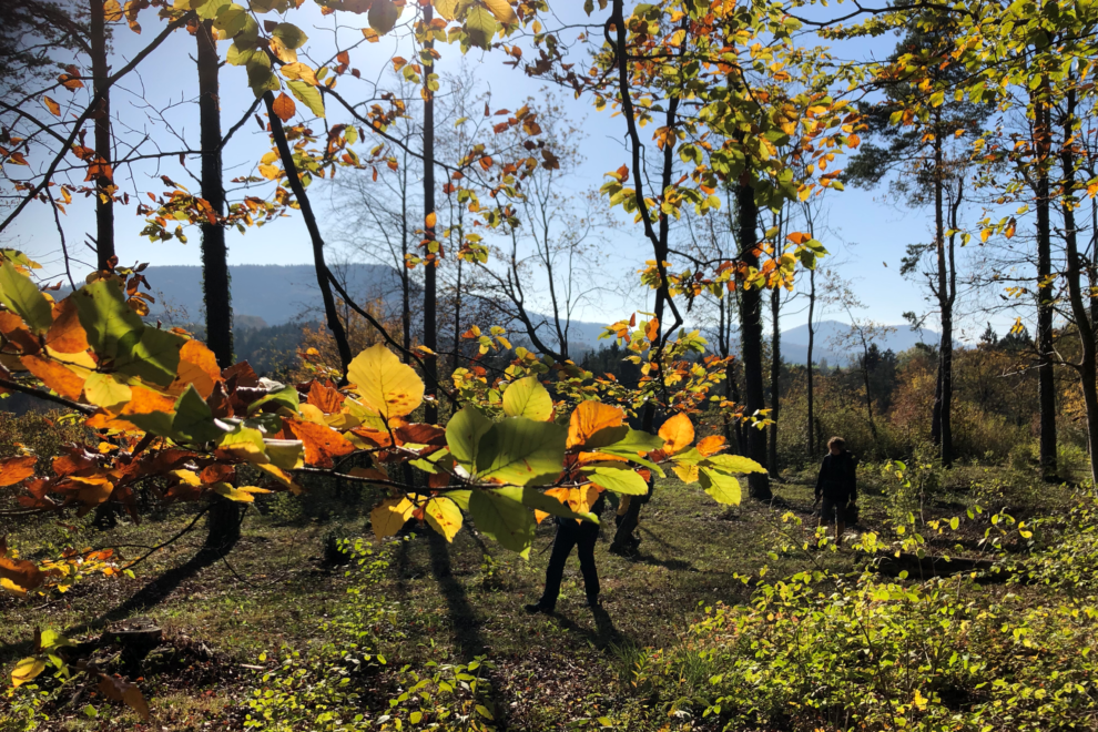 Waldbaden bei Herbstblätter