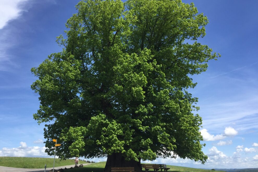 Linner Linde im Sommer