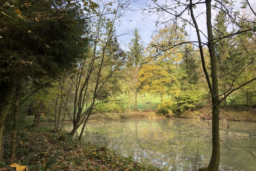 element wasse waldsee