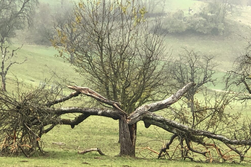 Totholz stehen lassen