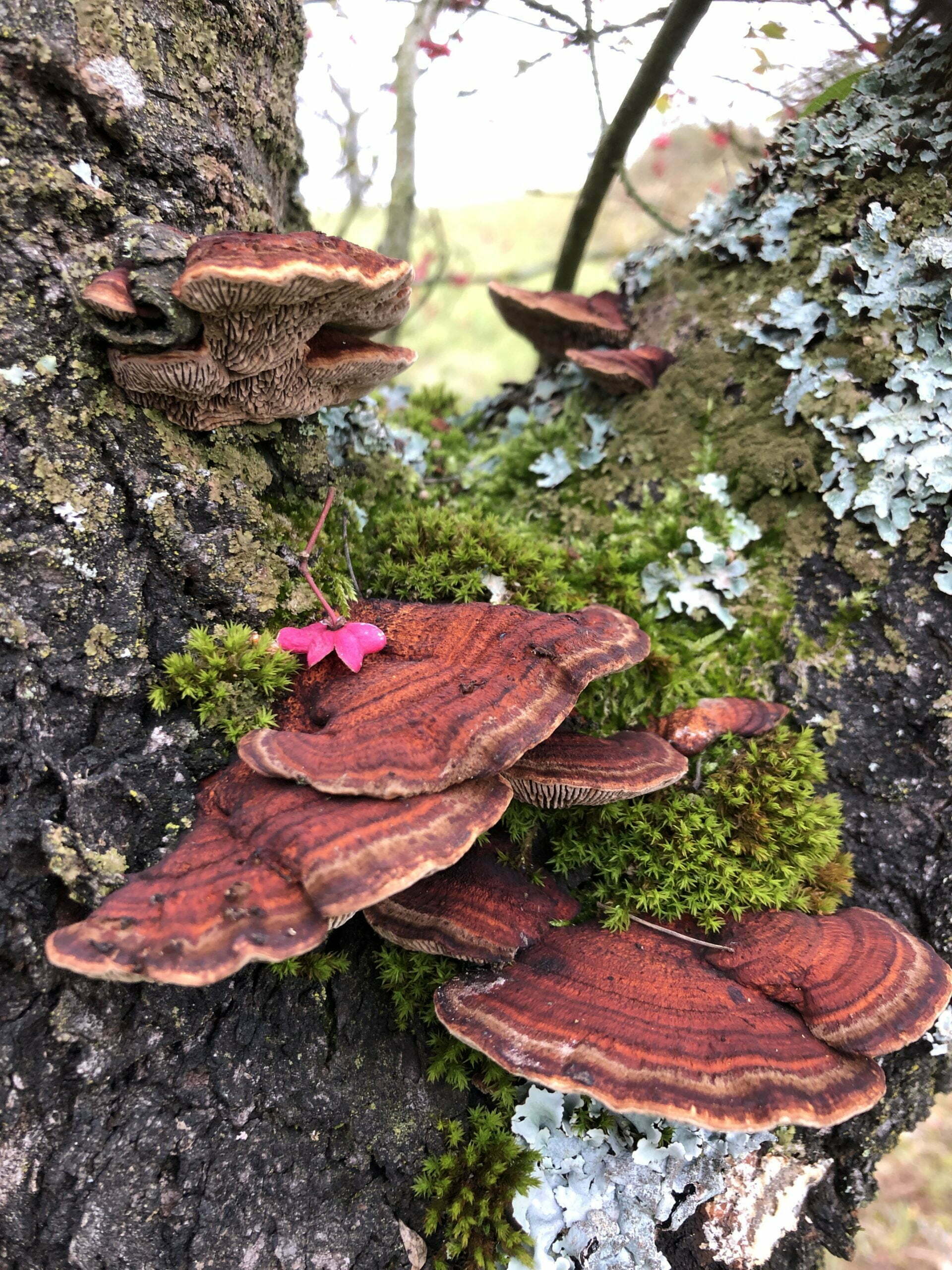 Pilze am Baum