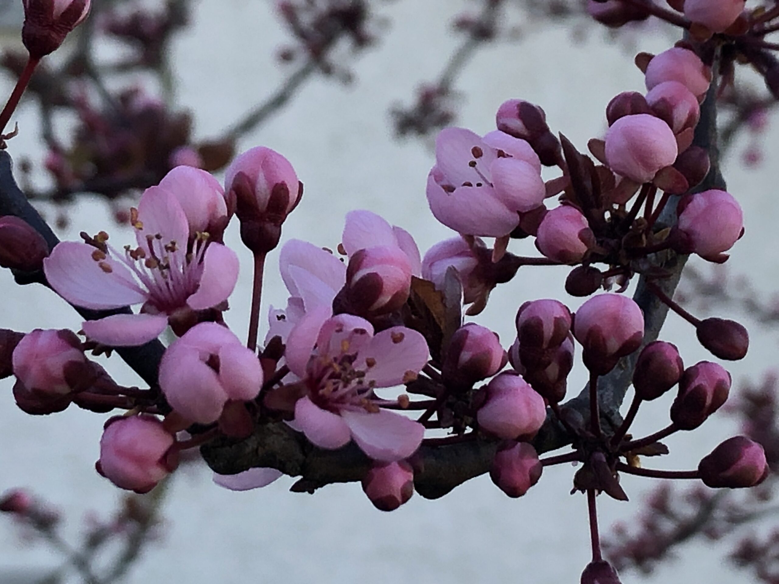 Frühlingsblüten Blütenzauber