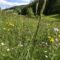 Artenvielfalt Blumenwiese Artenvielfalt Blumenwiese