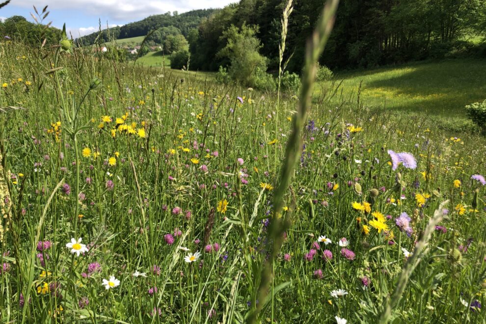 Artenvielfalt Blumenwiese