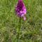 Orchideen auf Magerwiese Orchideen auf Magerwiese