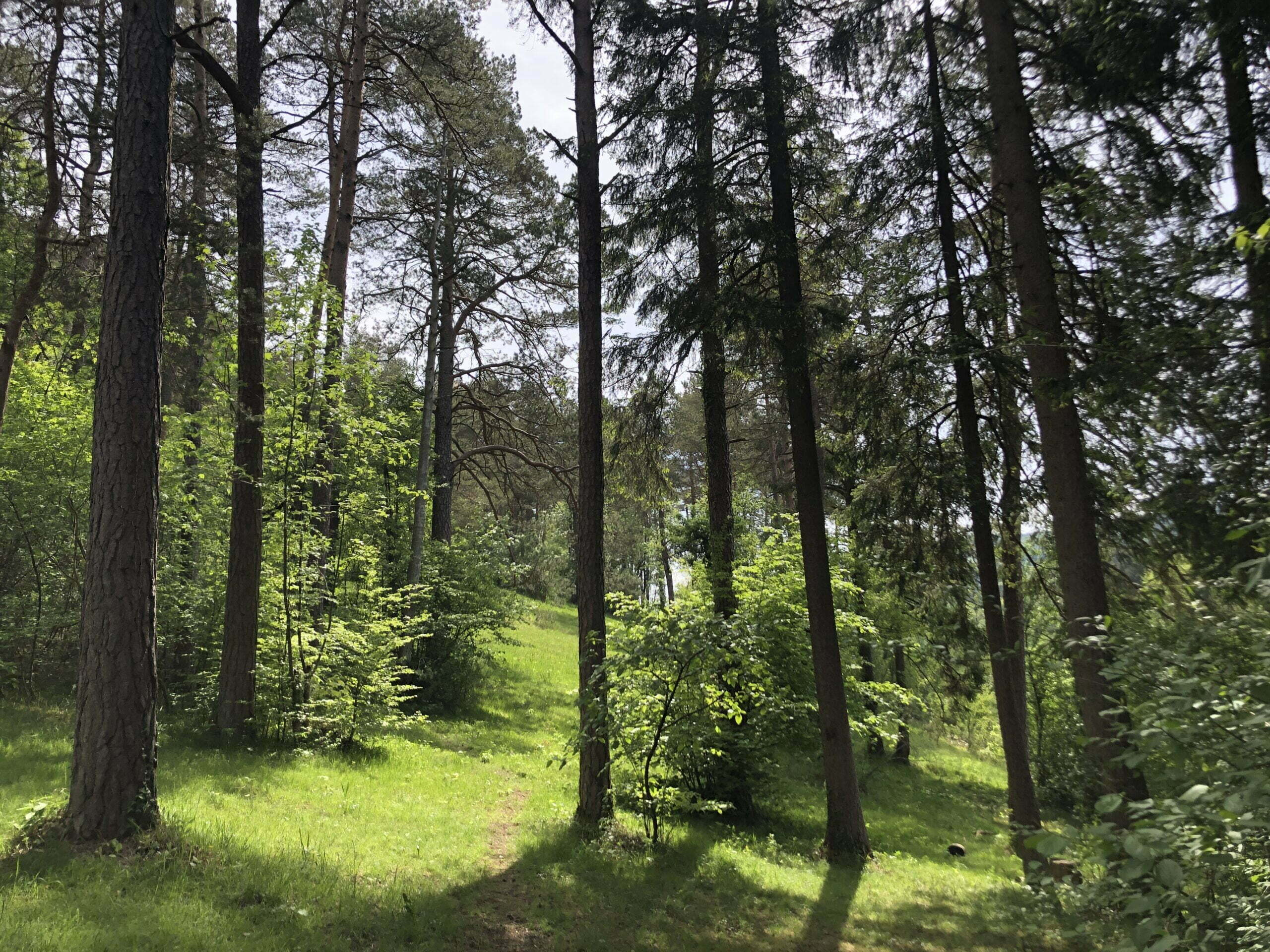 Waldbaden im Föhrenwald