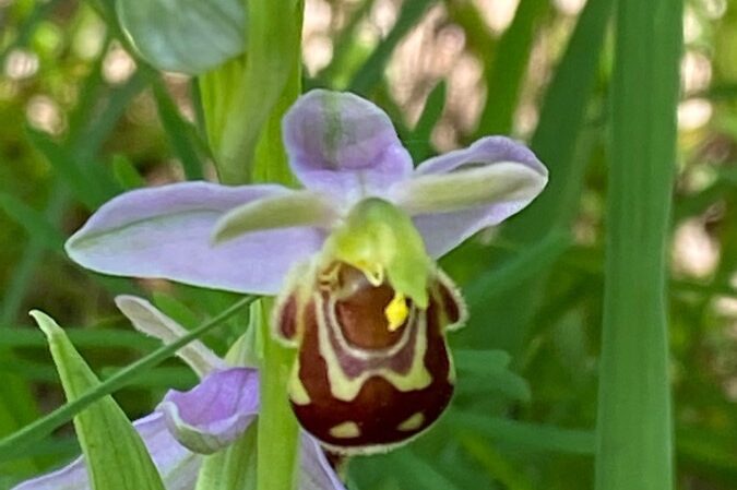 frauenschuh orchidee