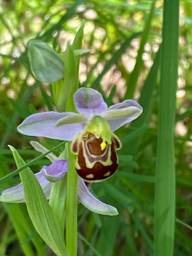 frauenschuh orchidee