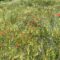farbenfrohe monwiese mit Trockenblumen farbenfrohe monwiese mit Trockenblumen