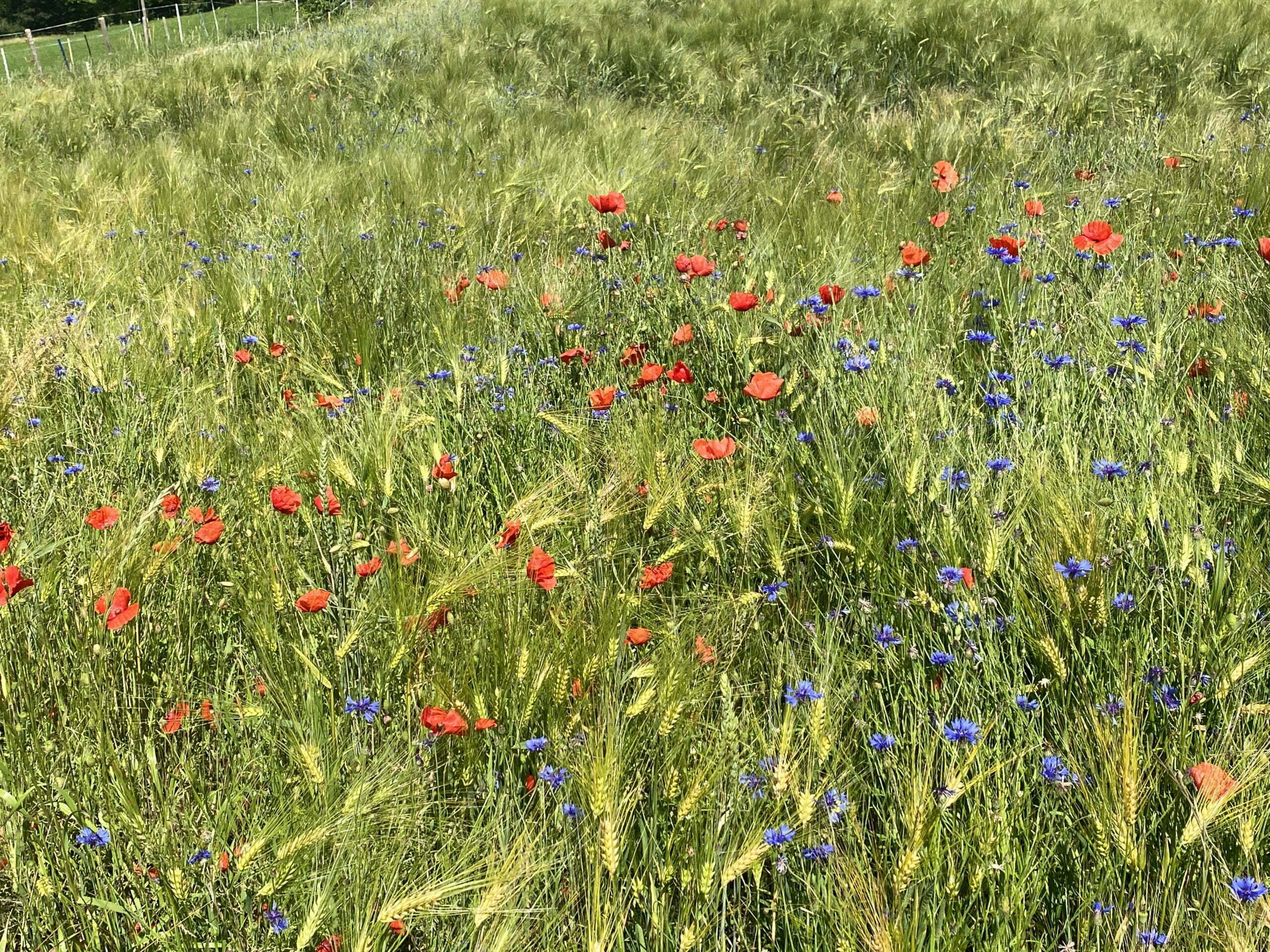 farbenfrohe monwiese mit Trockenblumen farbenfrohe monwiese mit Trockenblumen