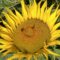 lachendes Sonnenblumengesicht lachendes Sonnenblumengesicht