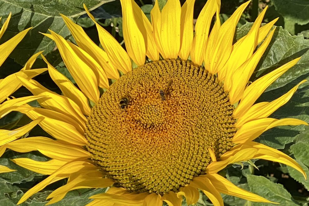 lachendes Sonnenblumengesicht