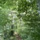 Waldstück mit Kraft