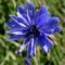 wegwarte blau violett wegwarte blau violett