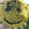Sonnenblumen Smile Sonnenblumen Smile