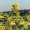 doppelte Sonnenblume doppelte Sonnenblume
