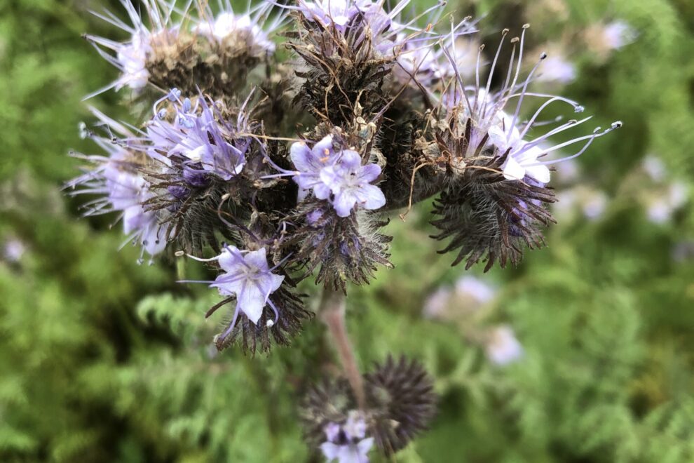 Phacelia mit Bienen selbstaufgenommen