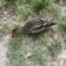 neugierige Ente neugierige Ente