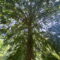 Eibe im Wald Eibe im Wald