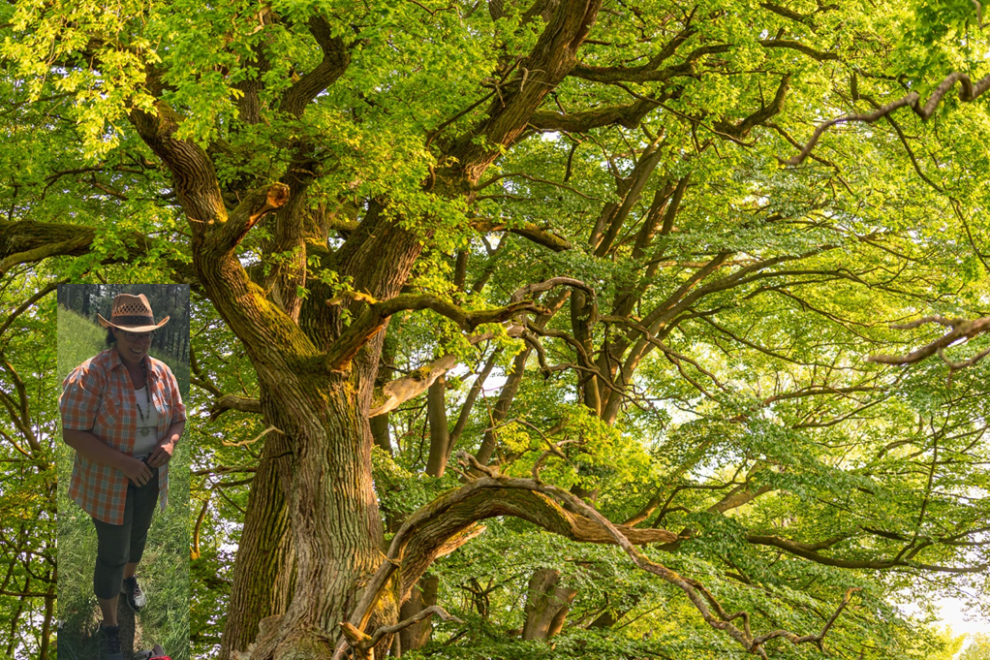 Knorrige Eiche mit Agi