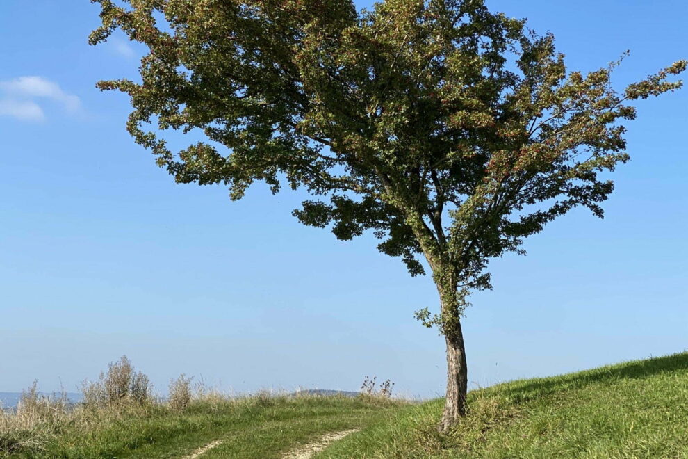 Weissdorn am Wegrand