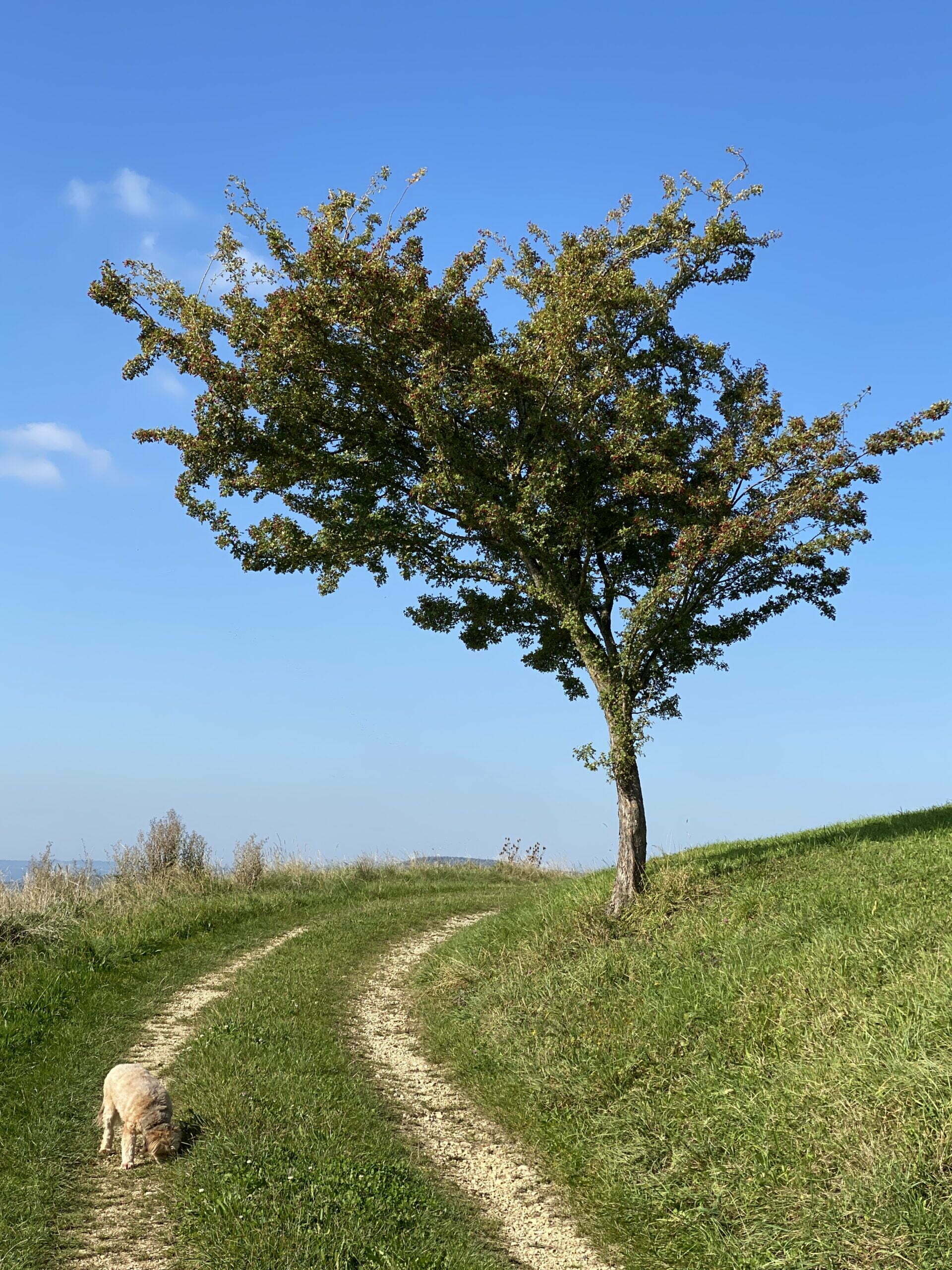 Weissdorn am Wegrand Weissdorn am Wegrand