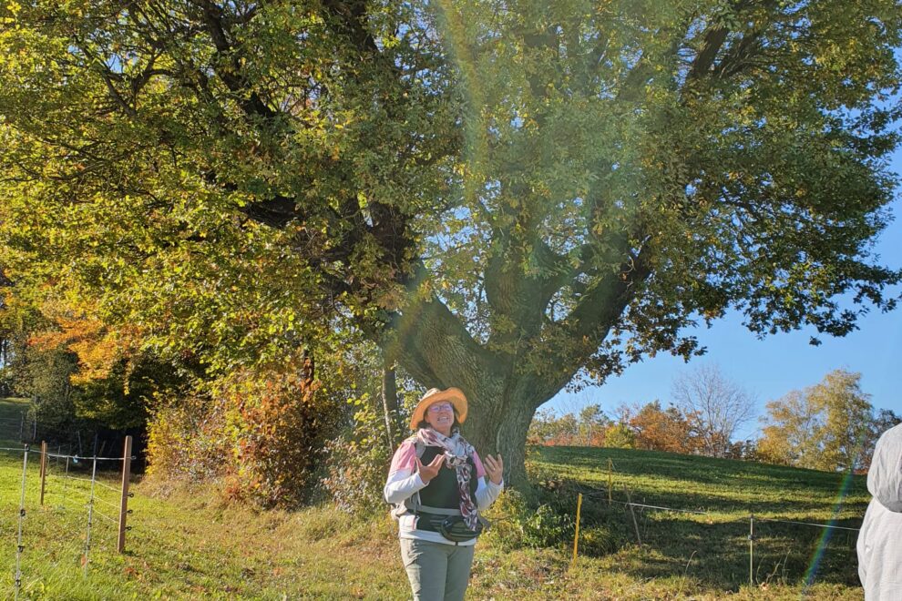 Botschaften der Bäume erkennen
