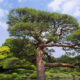 Rotkieferbaum