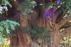 wahrscheinlich über 1000 jährige Eibe in England