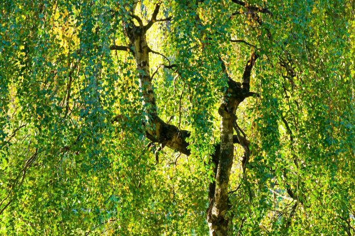 Birken mit grünen Blättern