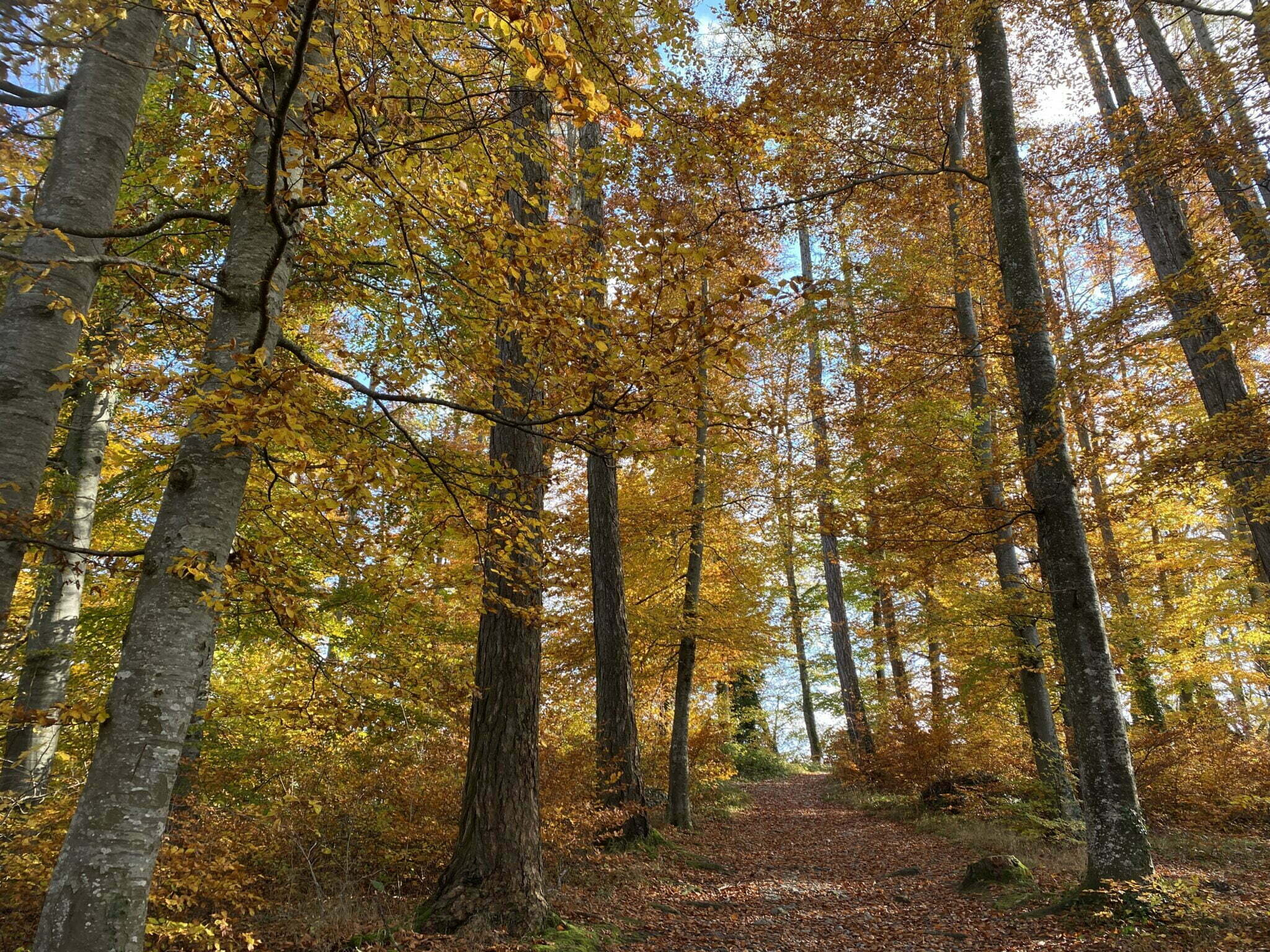 Schweizer Bäume der Wälder