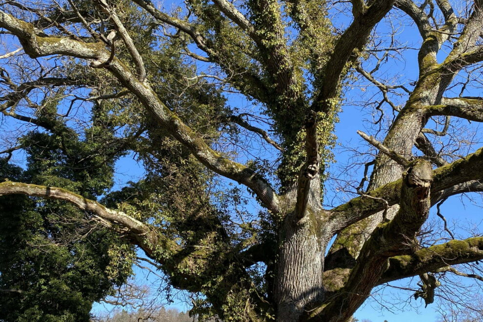 Der Eichenhain von Wildenstein