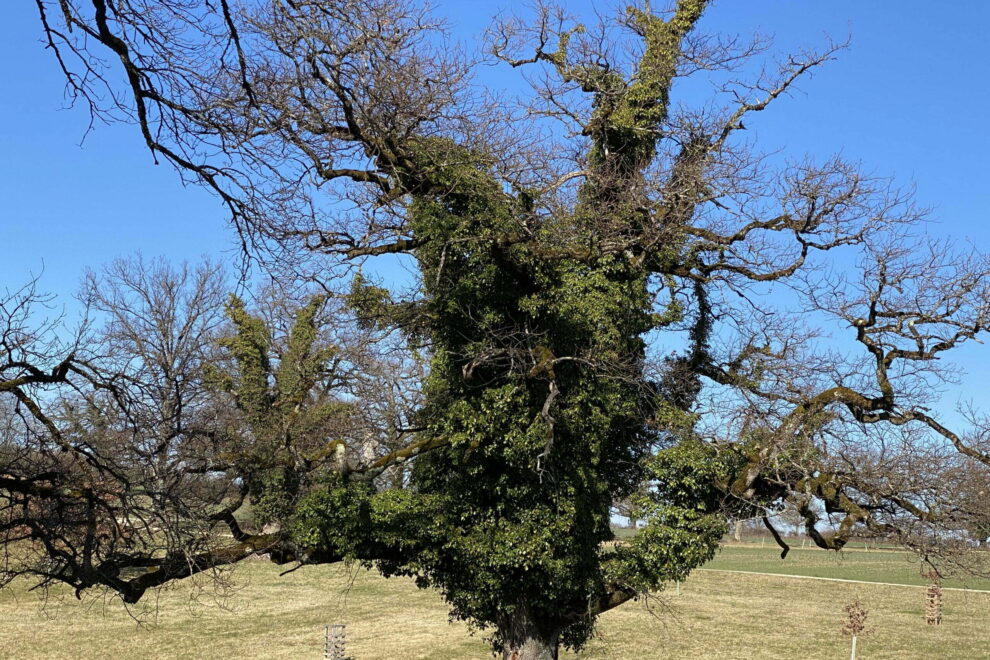 mit Efeu überwachsene Bäume