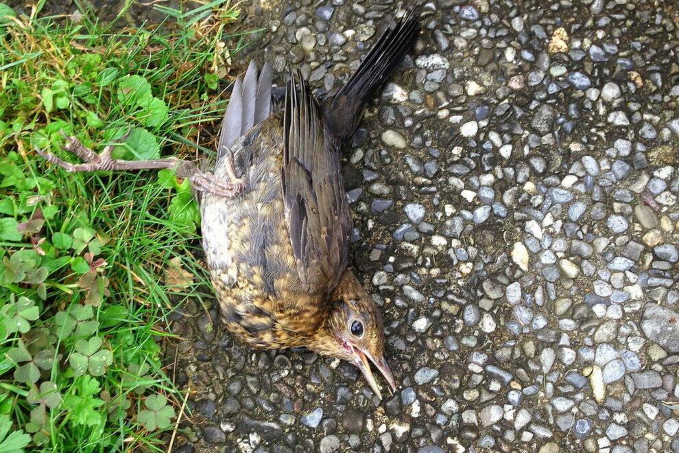 Drossel flog gegen eine Fensterscheibe