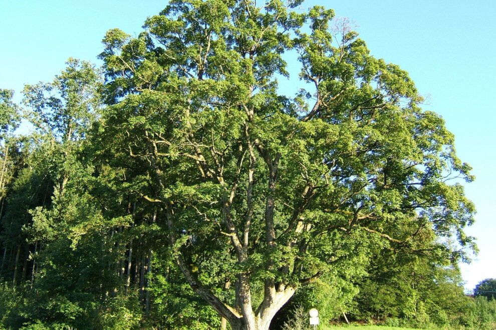 Esche gross für Titelbild