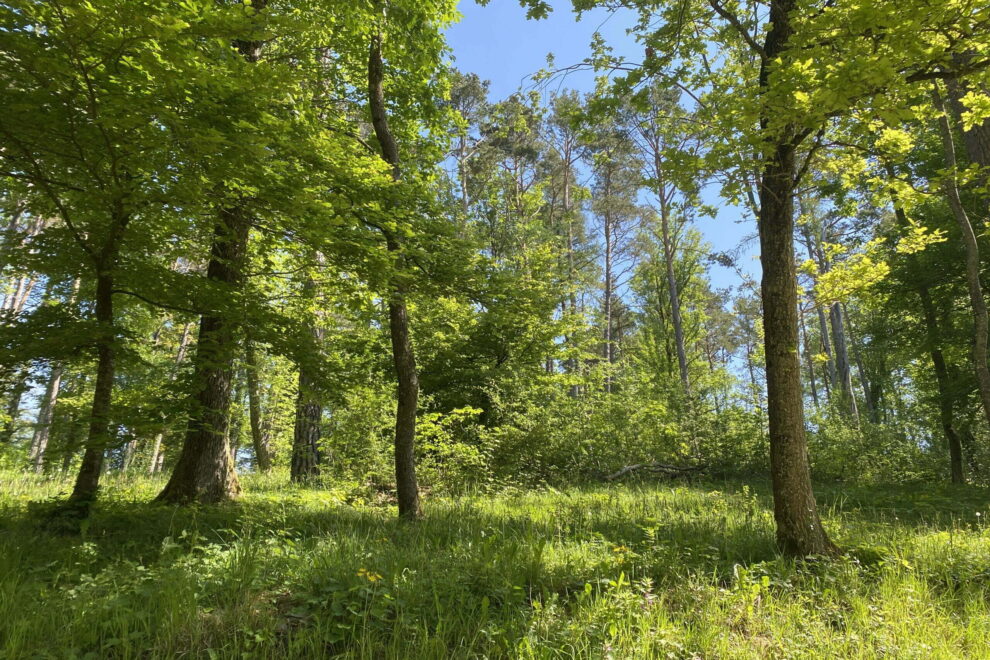 Waldbaden mit Agatha von Soulness Bözberg Schweiz
