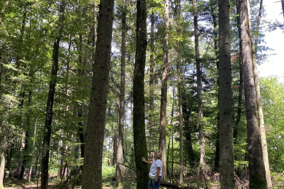 Waldbaden auf dem Bözberg