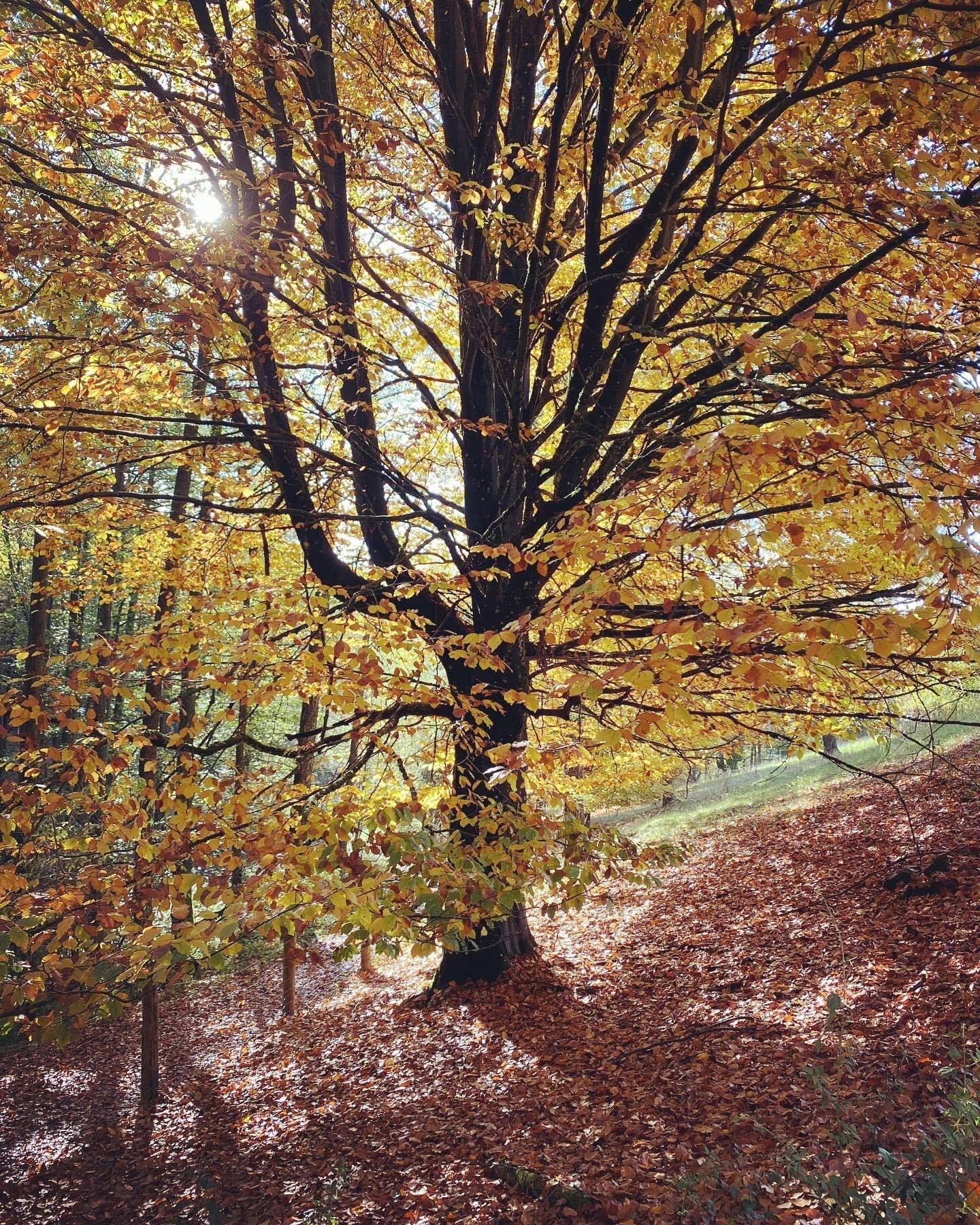 letztes Waldbaden der Saison